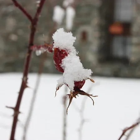 Inn Suisse Saint-Rhemy-En-Bosses