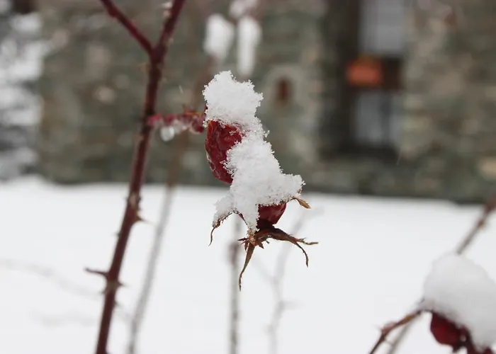 אורחן Suisse סנט-רמי-אן-בוסס